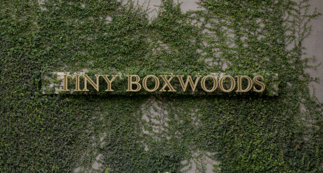 10. Tiny Boxwoods Houston