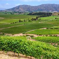 Wines of Chile
